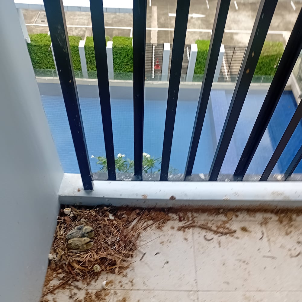 ทำความสะอาดระเบียงขี้นกที่ Double Lake Condominium