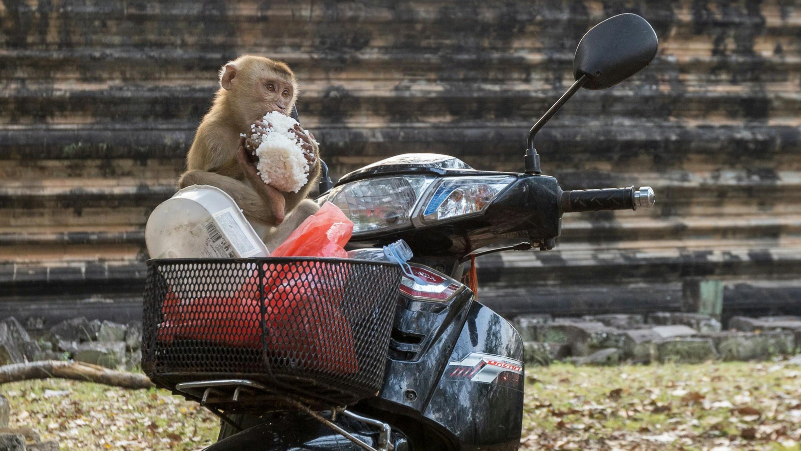 Why Monkeys in Thailand Steal Your Things
