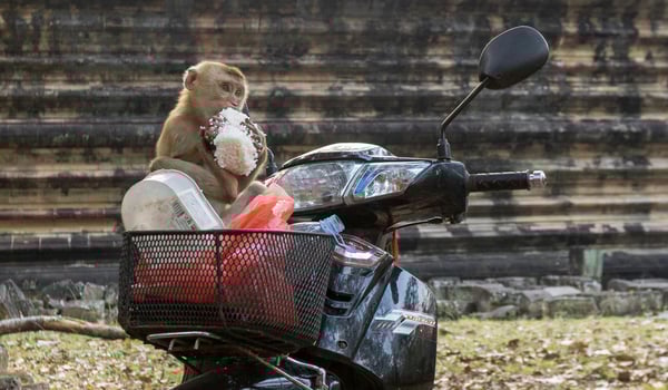 Why Monkeys in Thailand Steal Your Things