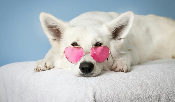 How to get a Dog in Thailand