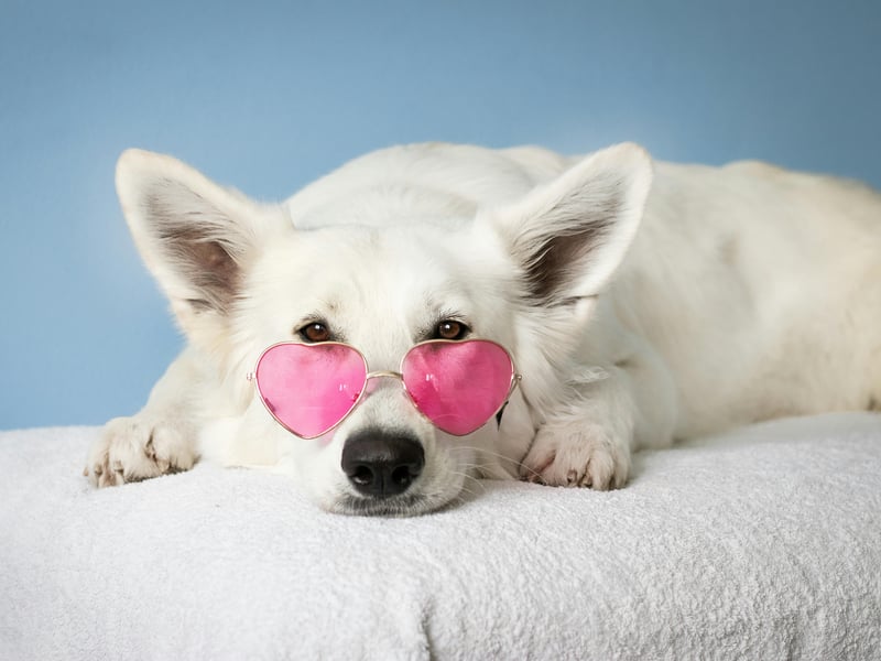 Thailand Visa Agency