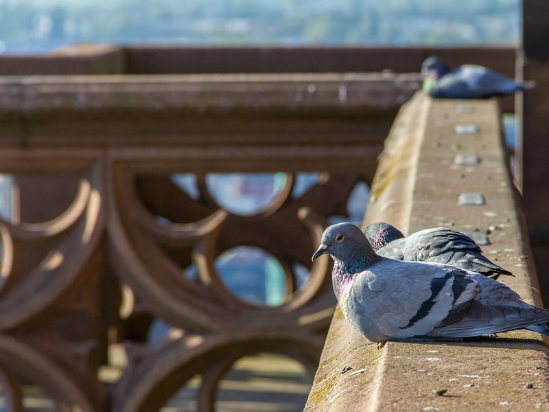 Bird Waste Removal Service in HCM