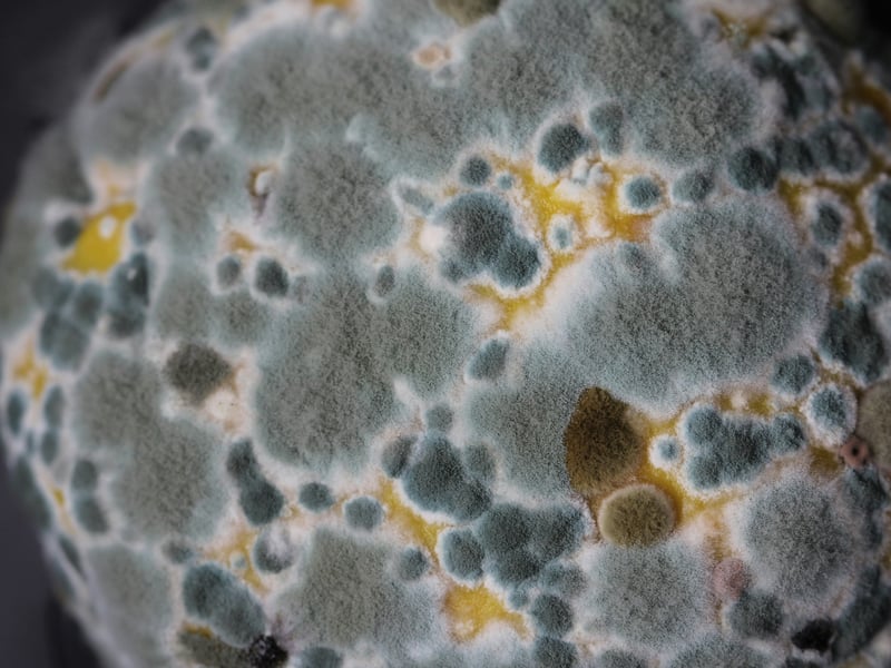 Mold Removal and Prevention Service