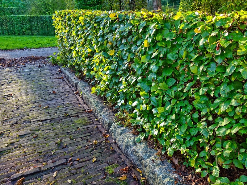 Hedge Trimming and Pruning Service
