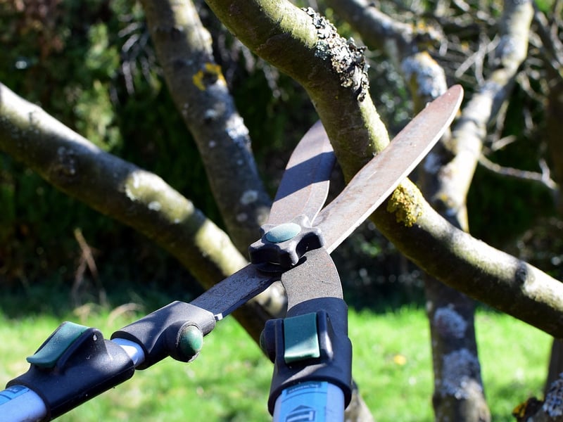 Tree Trimming and Removal