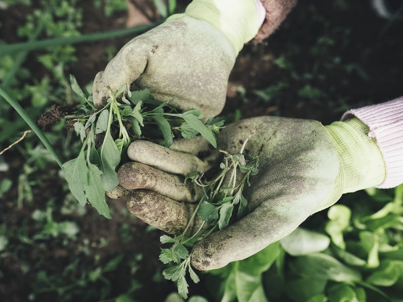 Weed Control and Removal