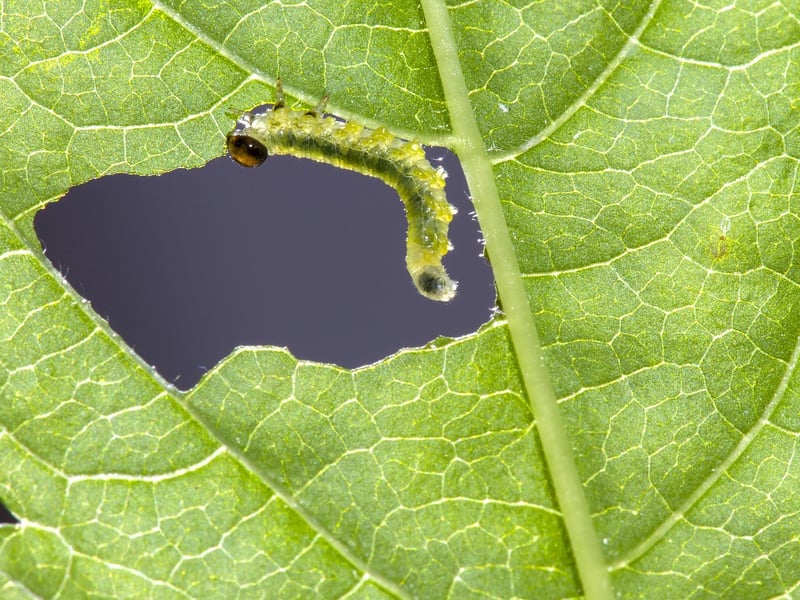 Pest Control for Gardens