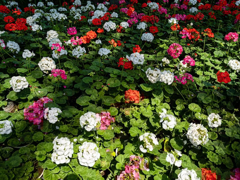 Seasonal Flower Bed Planting