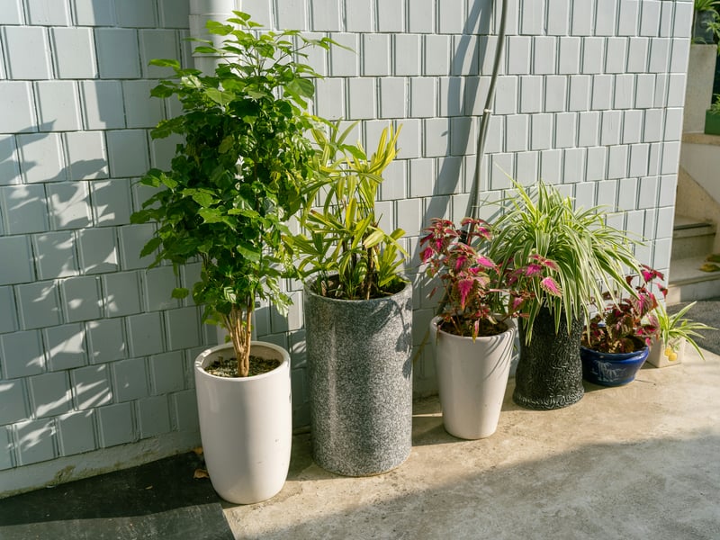 New Garden Plants Installation Service