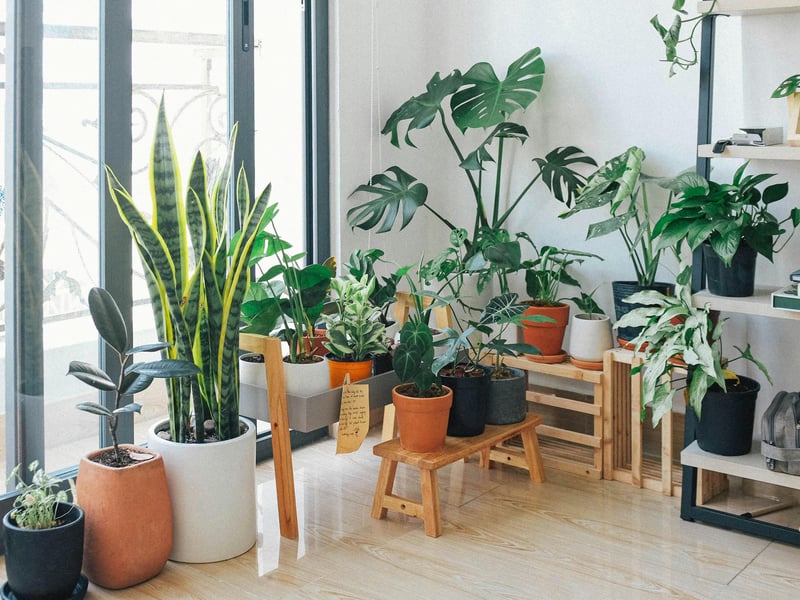 Indoor Plant Maintenance Service