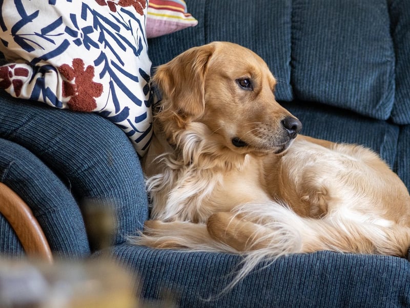 Pet Odor and Stain Removal Service