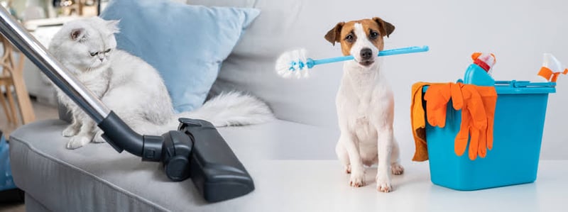 Pet Odor and Stain Removal Service