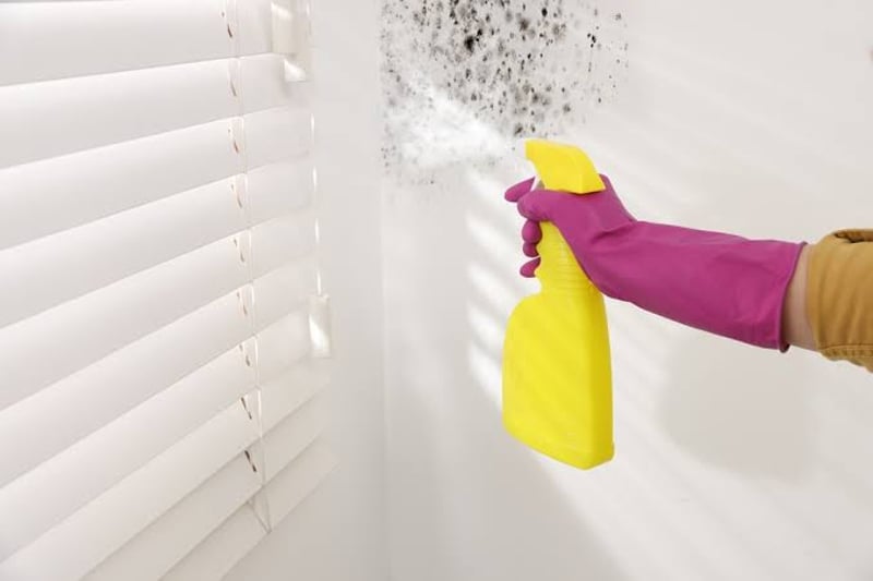 Mold Removal and Prevention Service