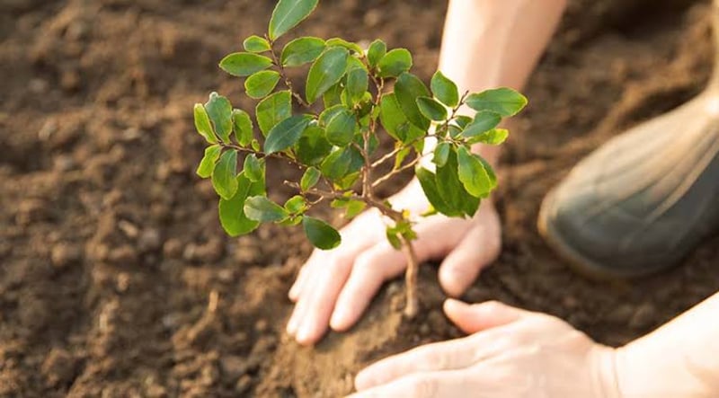 New Garden Plants Installation Service