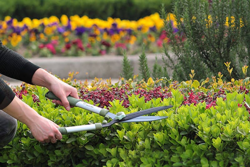 Hedge Trimming and Pruning Service