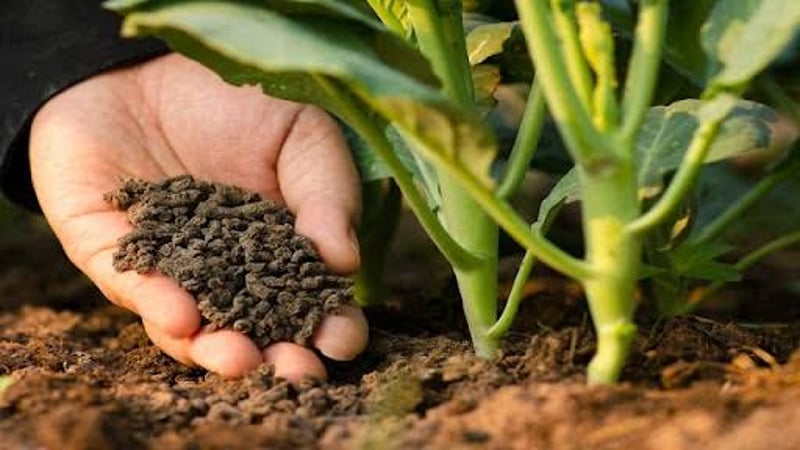 Plant Fertilization and Soil Treatment Service