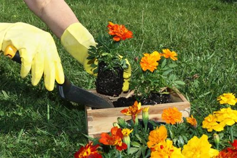 Seasonal Flower Bed Planting Service