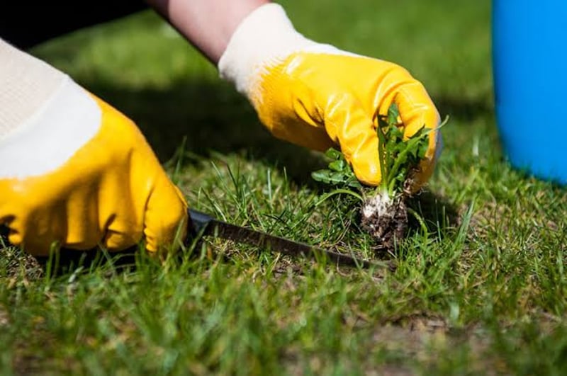 Weed Control and Removal Service