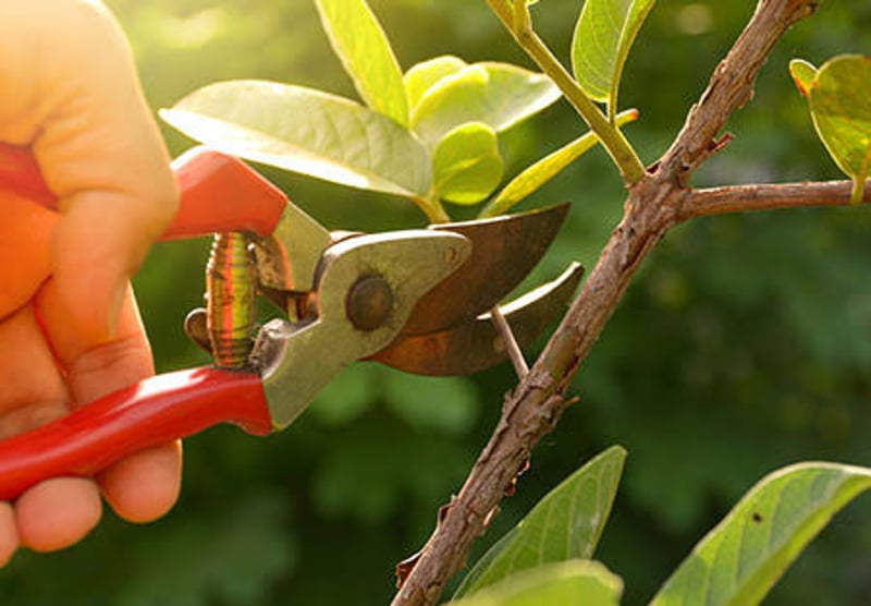 Tree Trimming and Removal Service