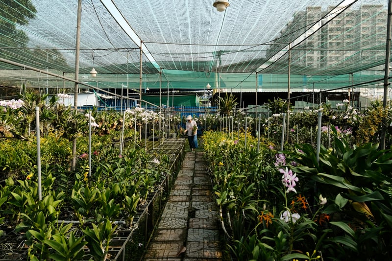 Indoor Planting Service in HCM