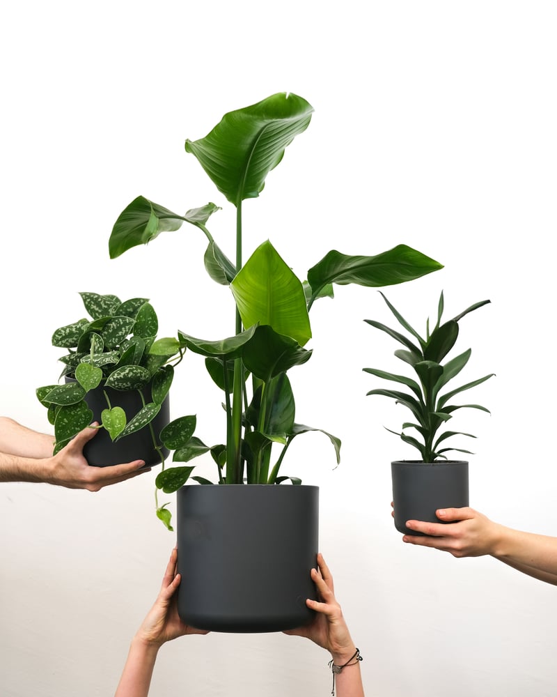 Plant for Hire Service in HCM