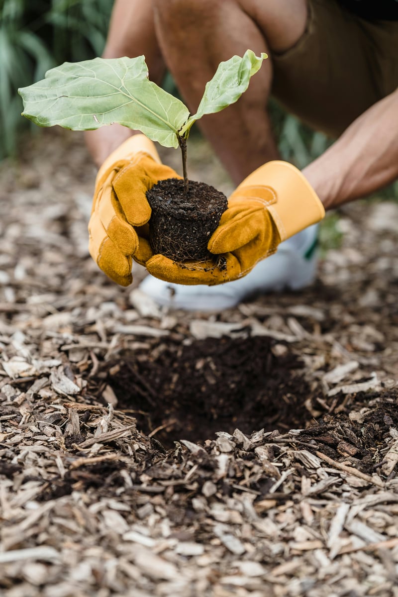 Planting and Mulching Service in HCM