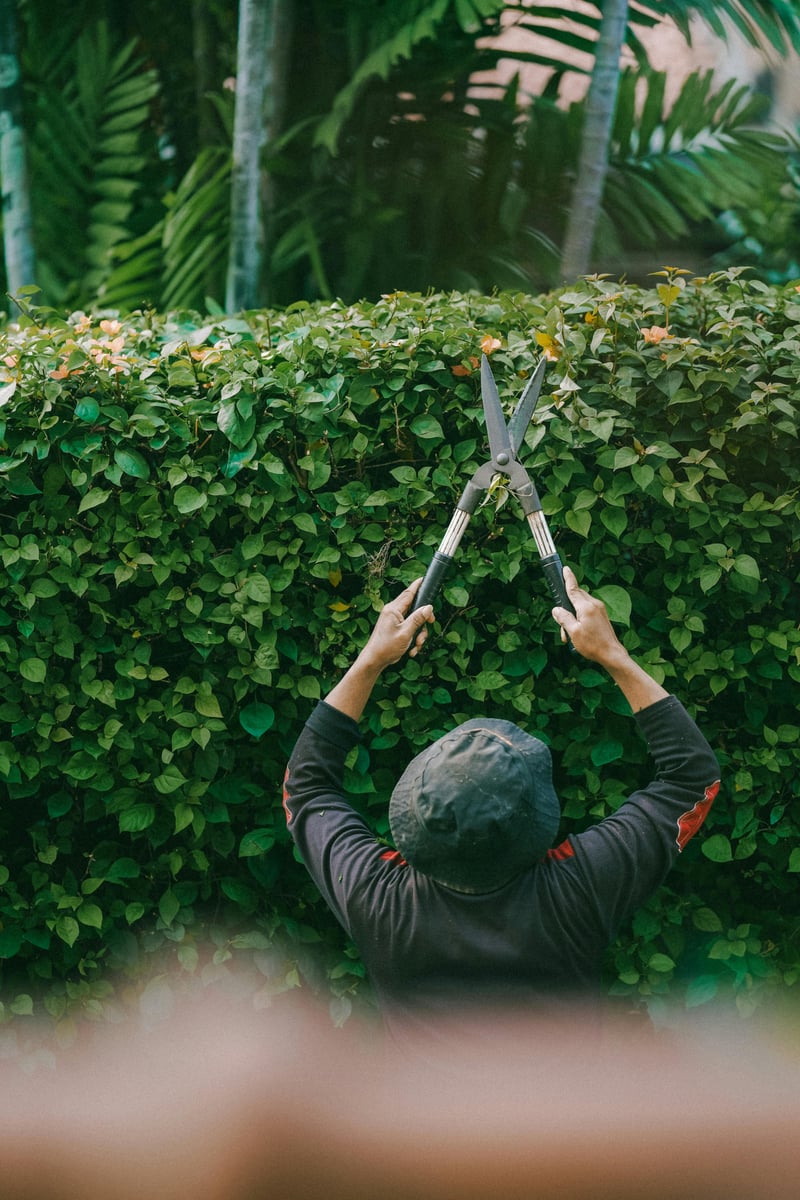 Shrub and Hedge Trimming Service in HCM