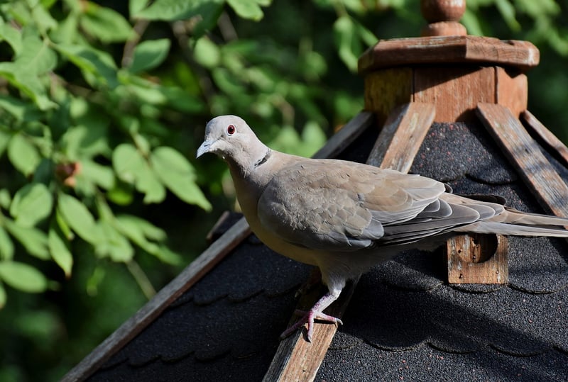 Pigeon Dropping Cleaning Service in HCM