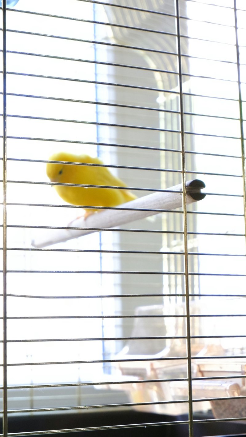 Bird Droppings Odor Removal Service in HCM