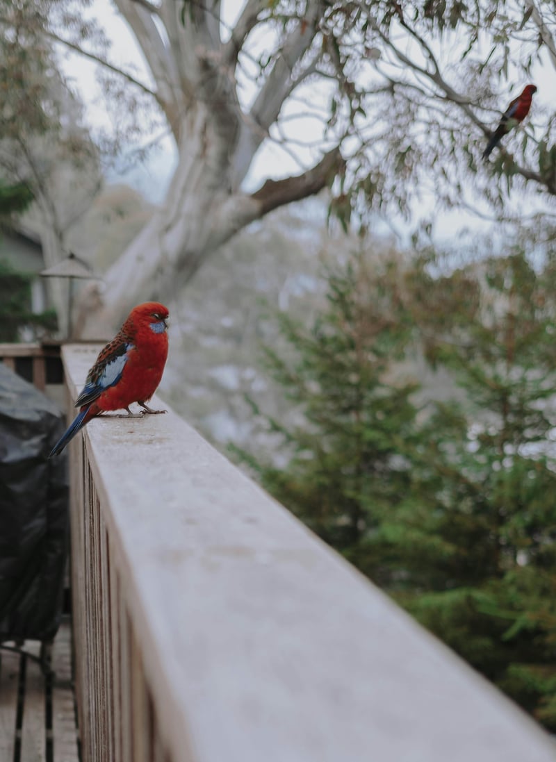 Balcony Bird Poop Removal Service in HCM