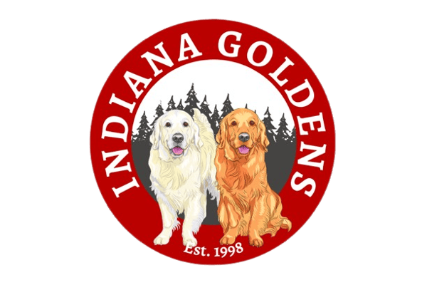 English Golden Retriever – Purebred, Champion-Bloodline